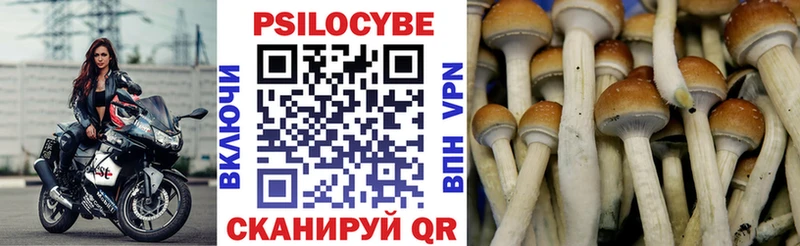 Псилоцибиновые грибы Psilocybine cubensis  Старый Оскол 